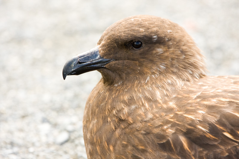 Brown Skua